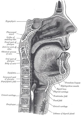 Sagittal section of human vocal tract